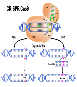 CRISPR/ TALEN